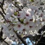 桜がきれいに咲いてきました (✿ ♡‿♡)